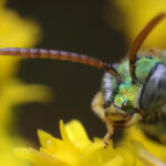Macro Lens Reverse Ring Adapter for Nikon - Image 4
