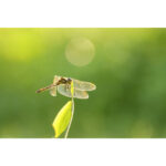 Sigma 105mm f2.8 DG DN Macro Art Lens for Sony E - Image 6