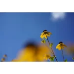 Sony FE 50mm f2.8 Macro Lens - Image 6