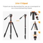 K&F Concept K234A7+FH-03 Tripod - Image 4